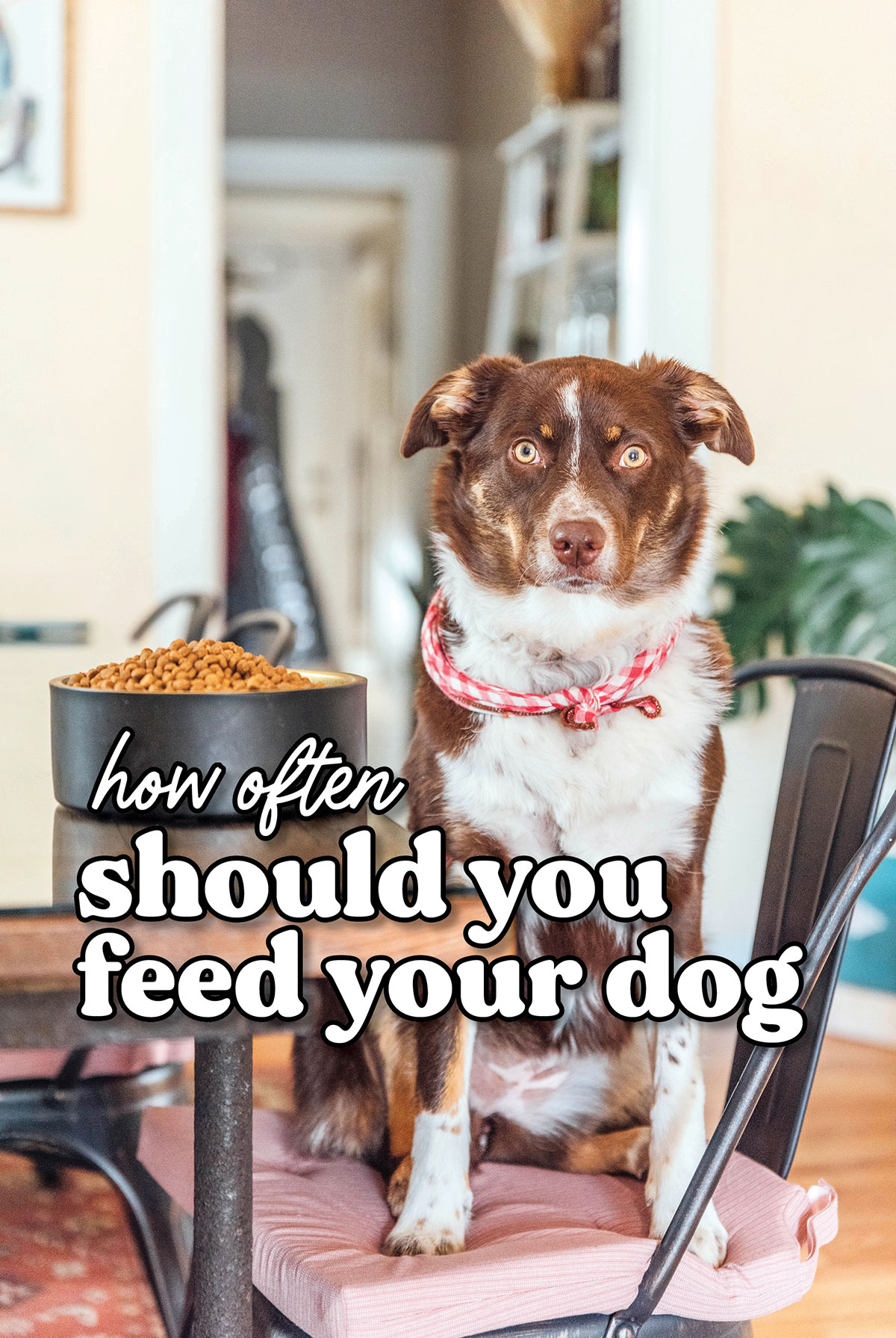 How Often Should You Feed Your Dog? Bone Appetreat