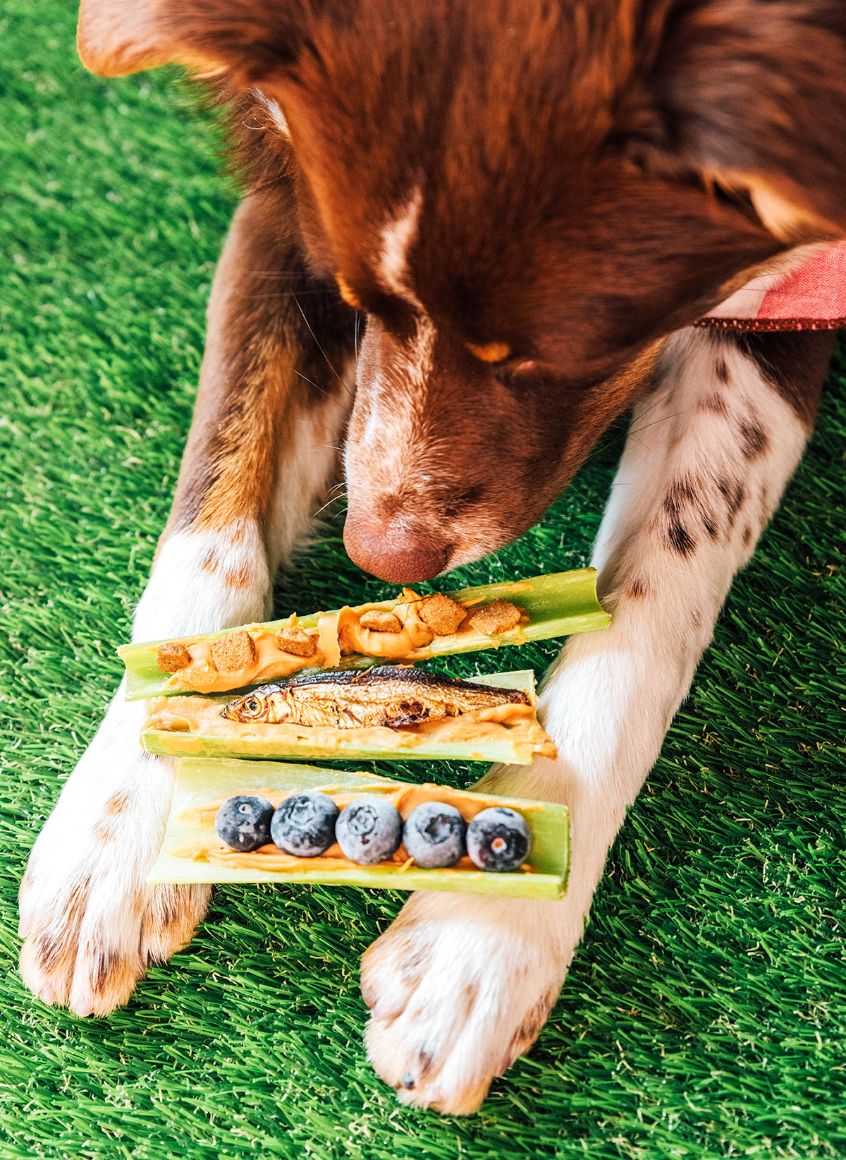 3 types of peanut butter stuffed celery sticks sitting on top of a dogs paws with the dog trying to lick one, one is topped with kibble, one with dried sprat, and one with blueberries.