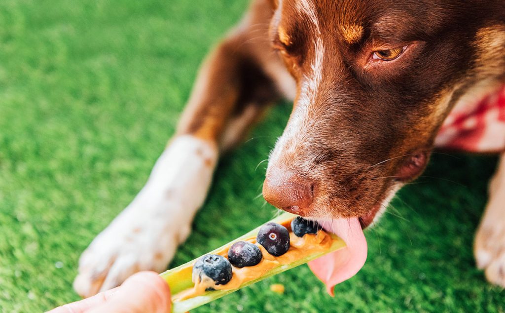 dog licking blueberry and peanut butter stuffed celery stick.