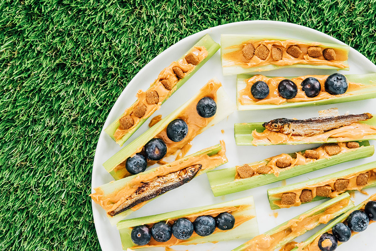 A plate of celery sticks stuffed with peanut butter and topped with either blueberries, kibble, or dried sprat.