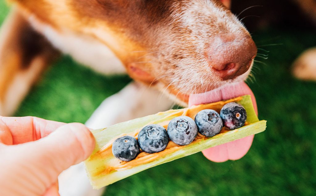 dog licking frozen peanut butter stuffed celery stick with blueberries on it.