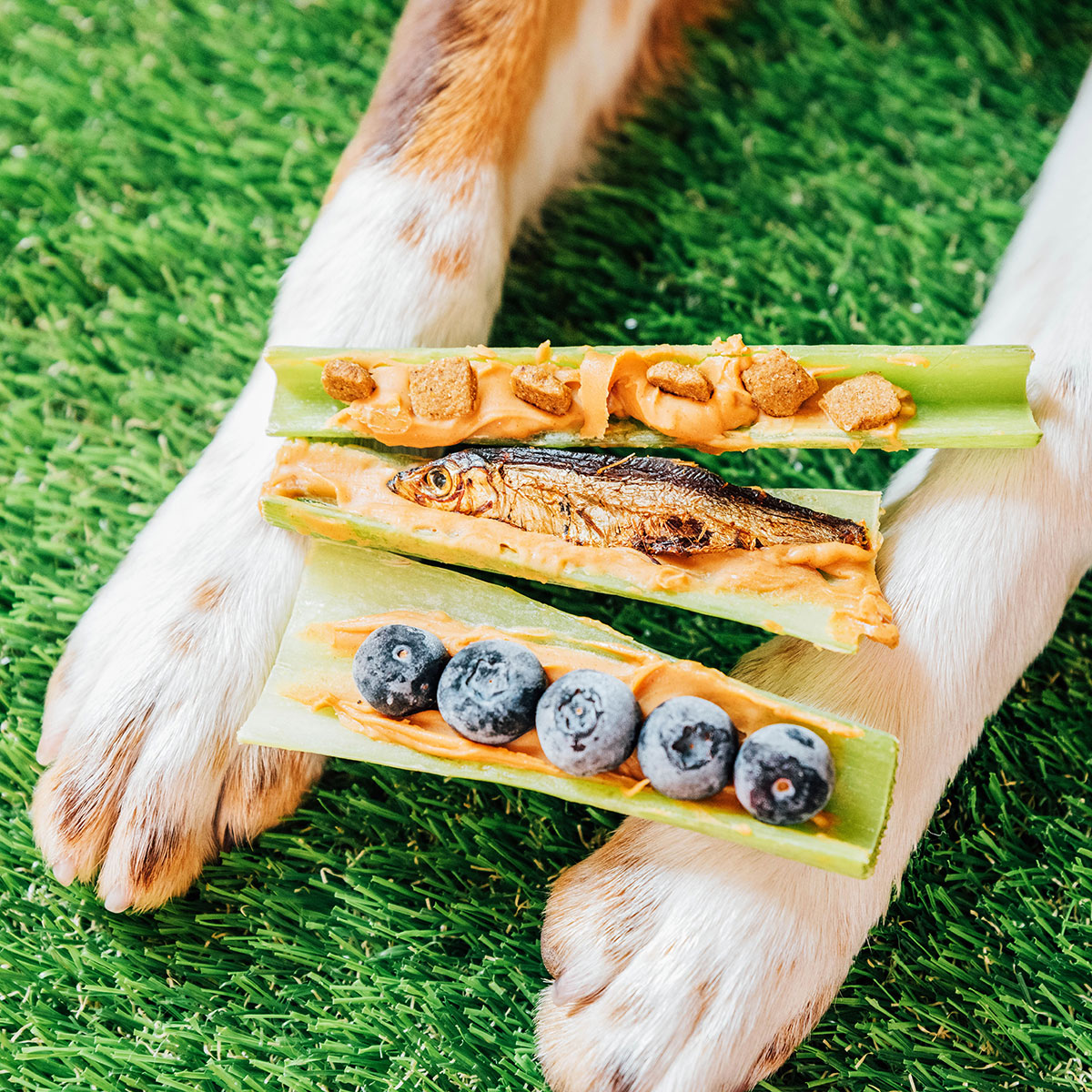 Peanut butter stuffed celery sticks on a dog's paw