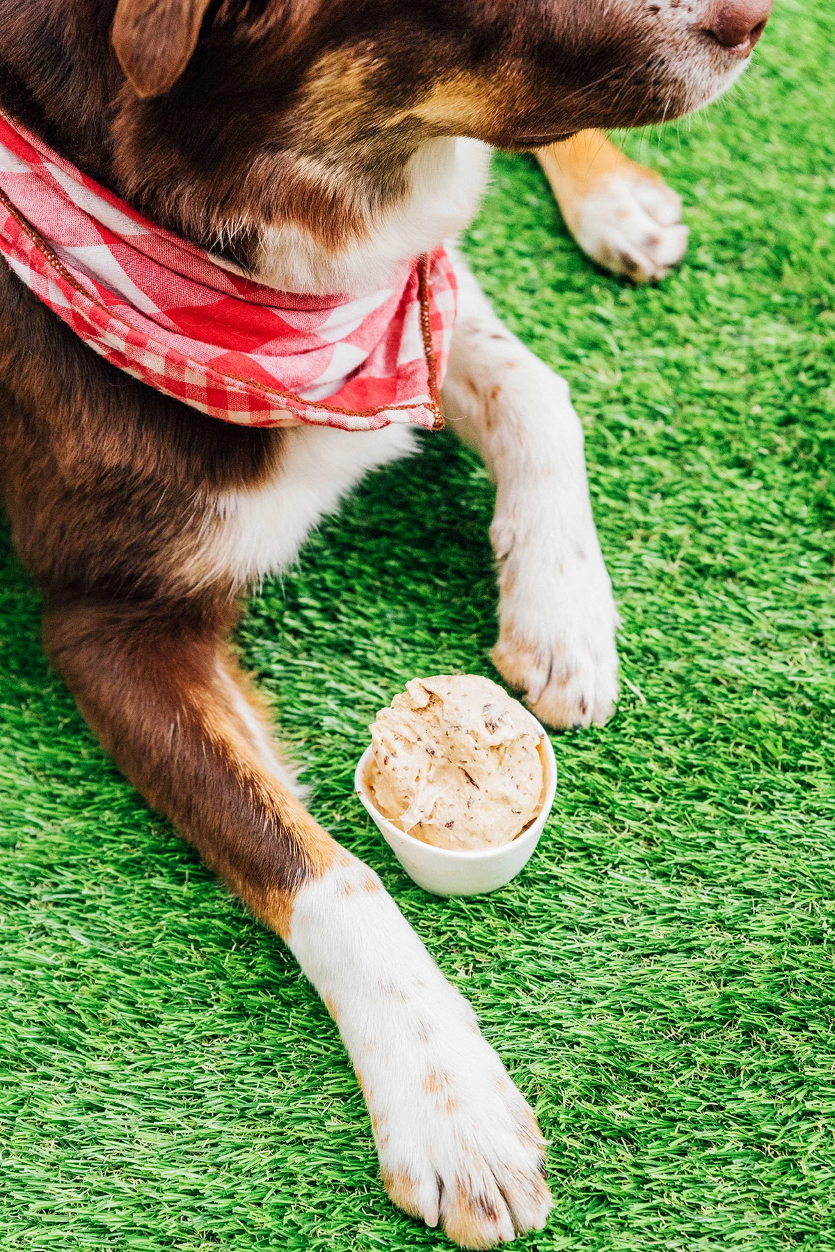 Dog with dog ice cream in a cup between his paws.