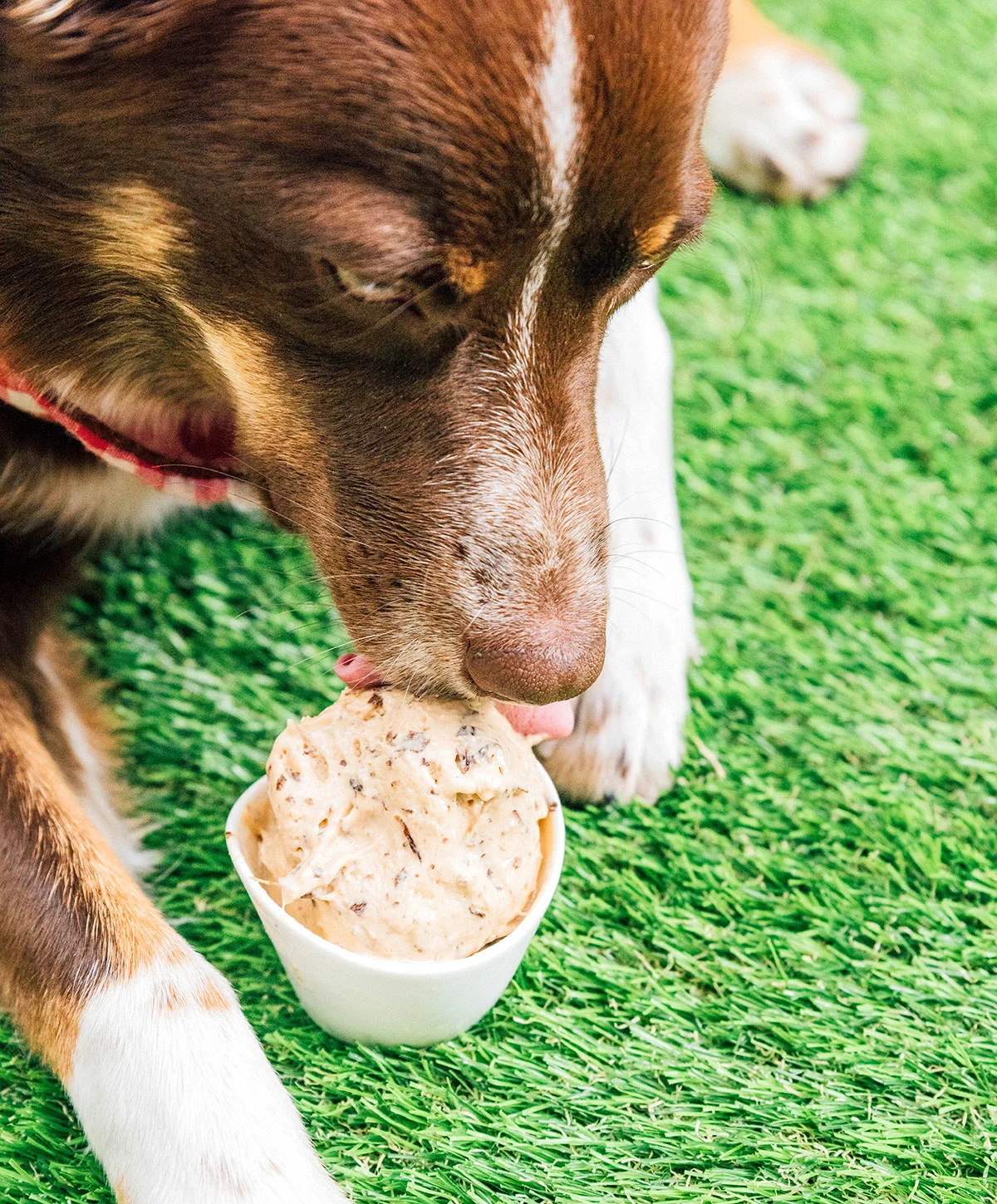 A dog eating dog ice cream from a cup.