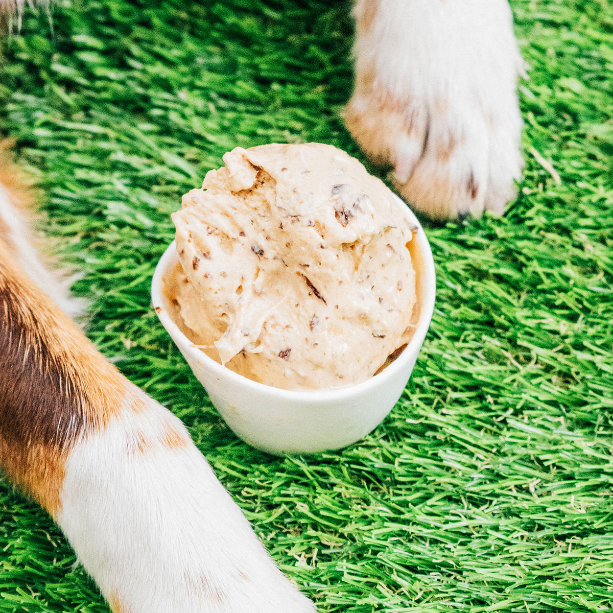 Can Dogs Eat Cinnamon? Benefits And Risks To Know