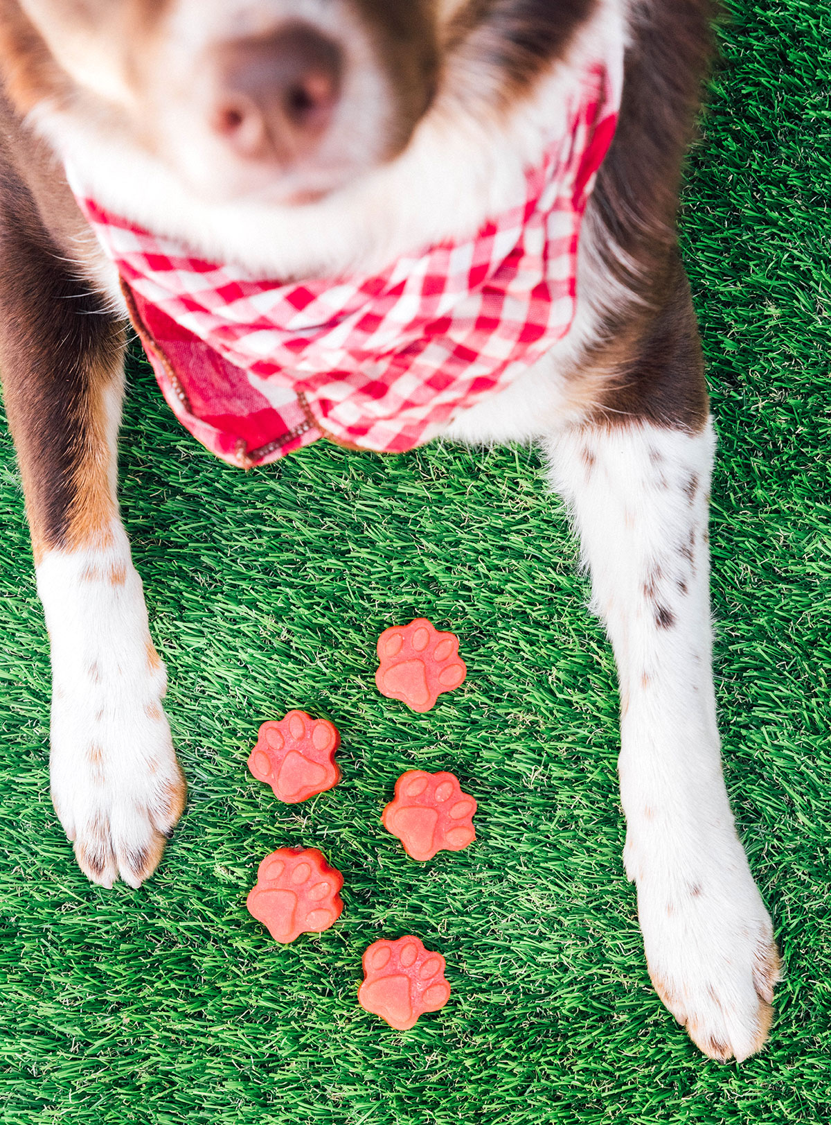Dogs paws with five watermelon treats between them.