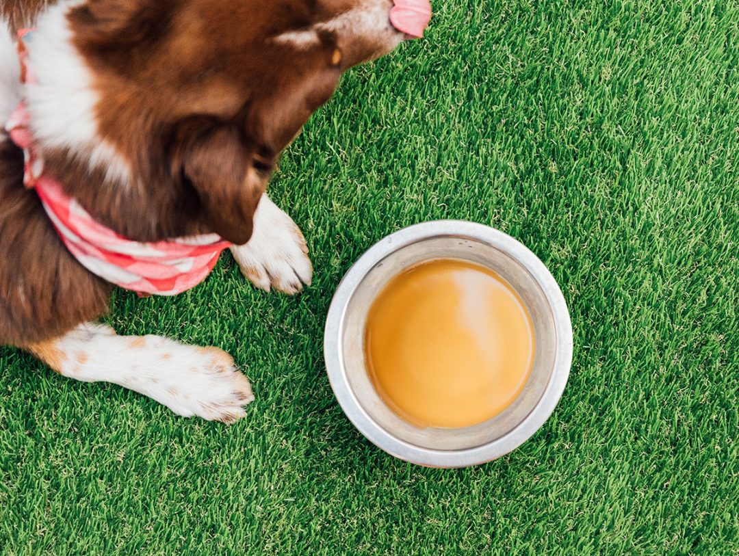 How To Make Bone Broth For Dogs (StepByStep Guide) Bone Appetreat