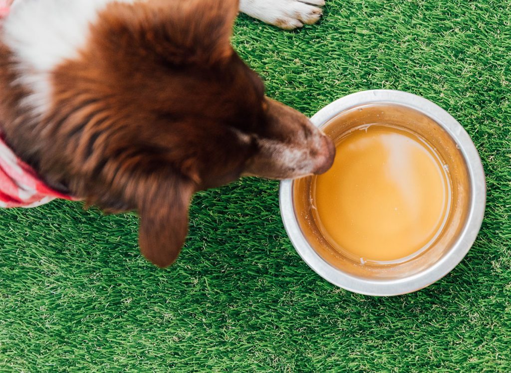 How To Make Bone Broth For Dogs (StepByStep Guide) Bone Appetreat