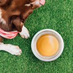 A dog drinking a bowl of bone broth