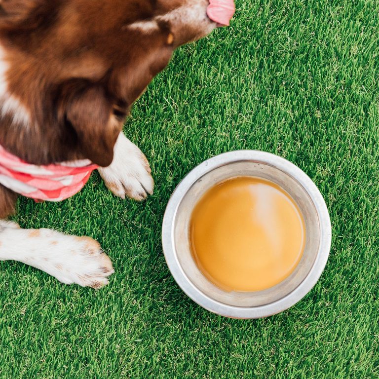 How To Make Bone Broth For Dogs (StepByStep Guide) Bone Appetreat