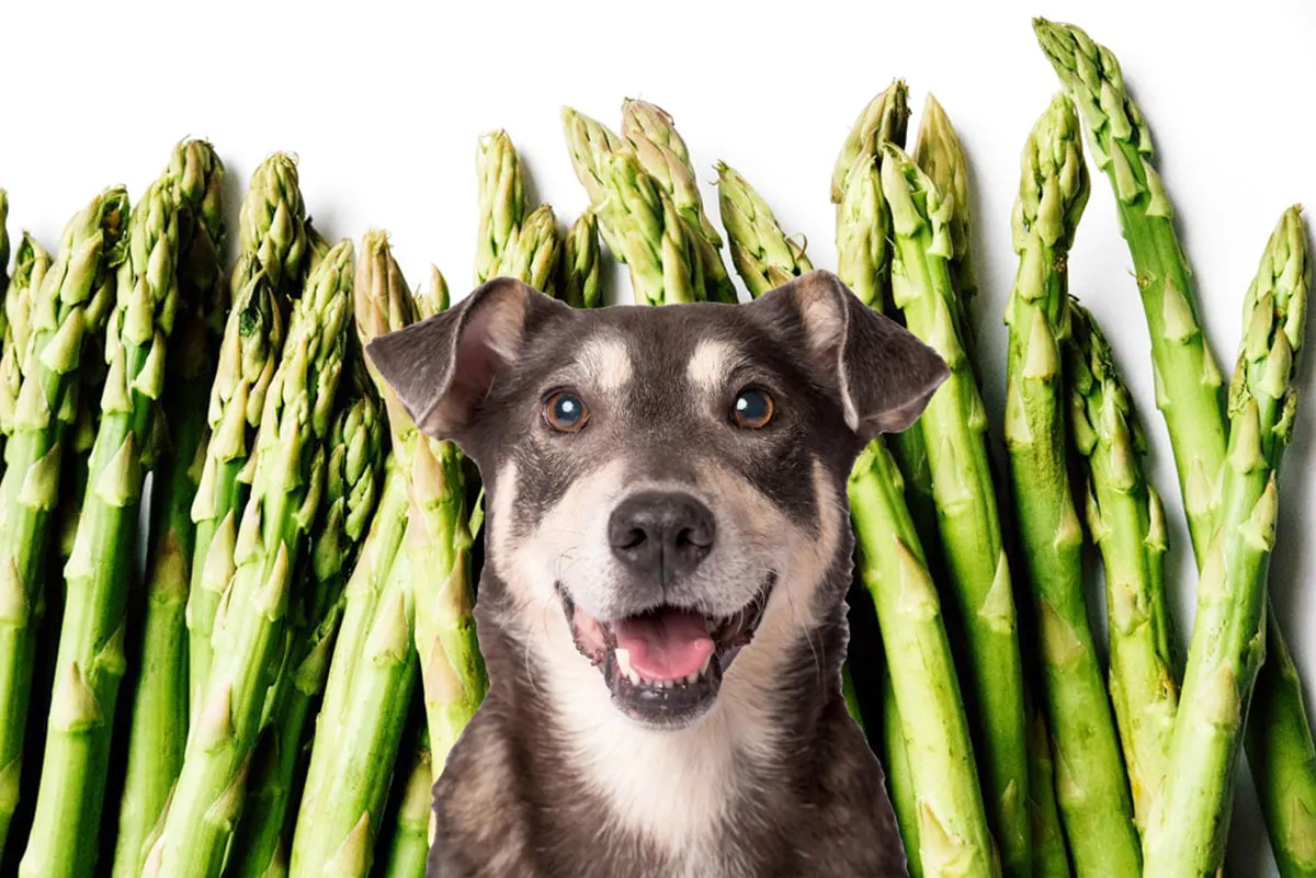 A dog face overlaid on top of asparagus lined up in the background.