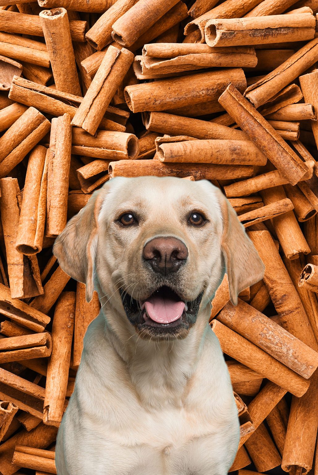 Can Dogs Eat Cinnamon? Benefits And Risks To Know