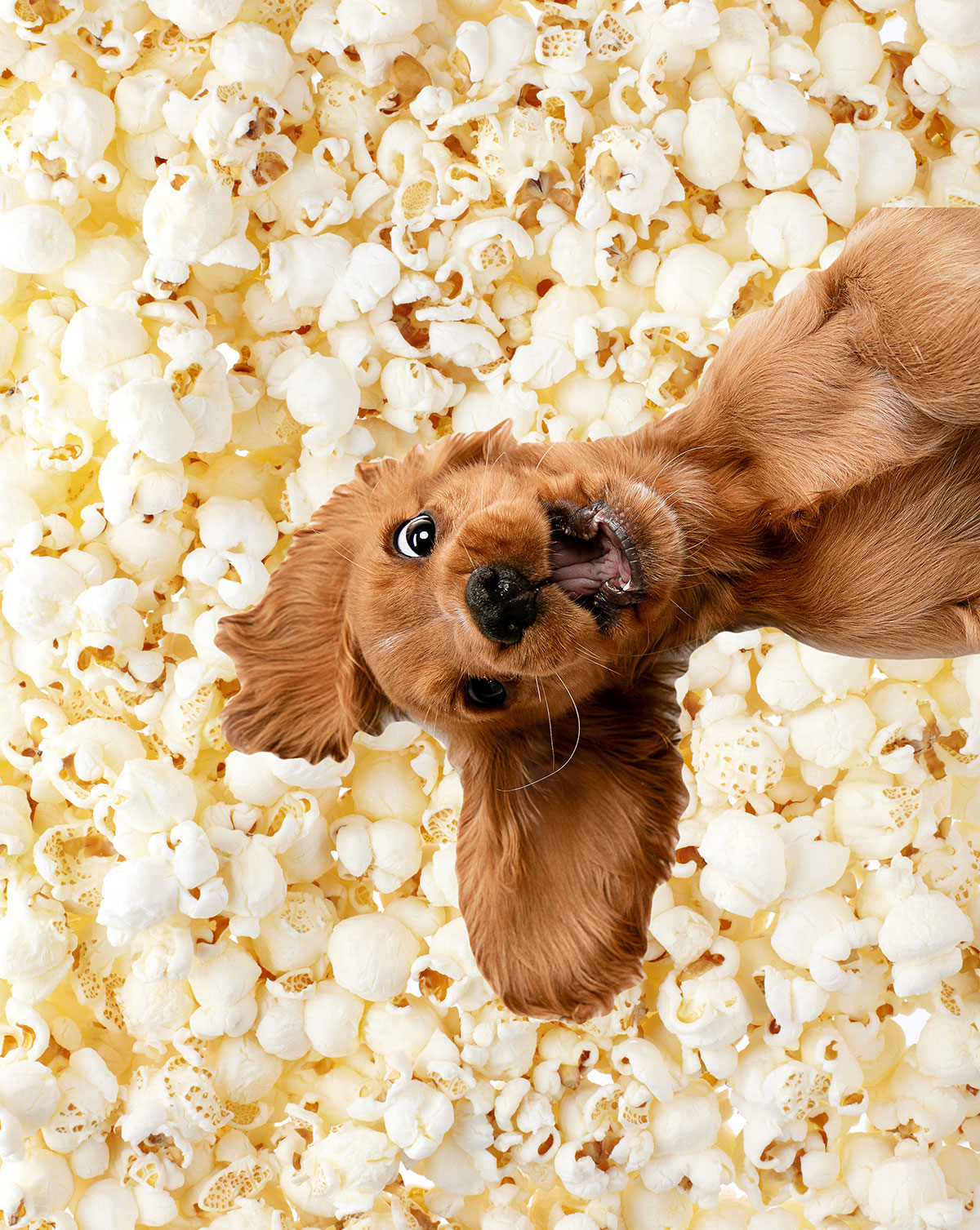 A brown puppy and popcorn