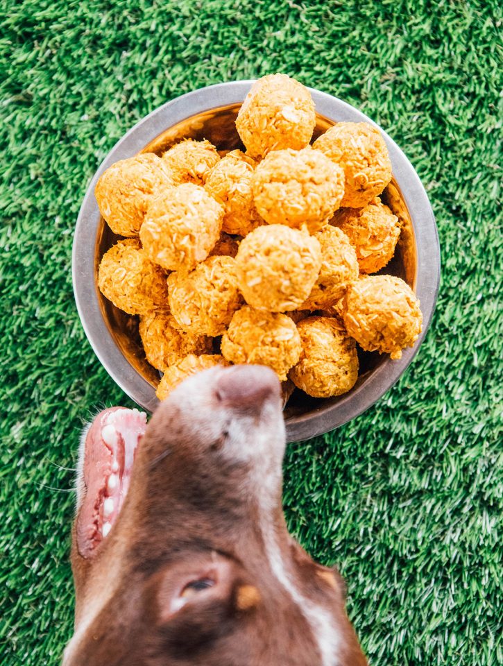 No Bake Pumpkin Dog Treats Recipe (3 Ingredients) Bone Appetreat