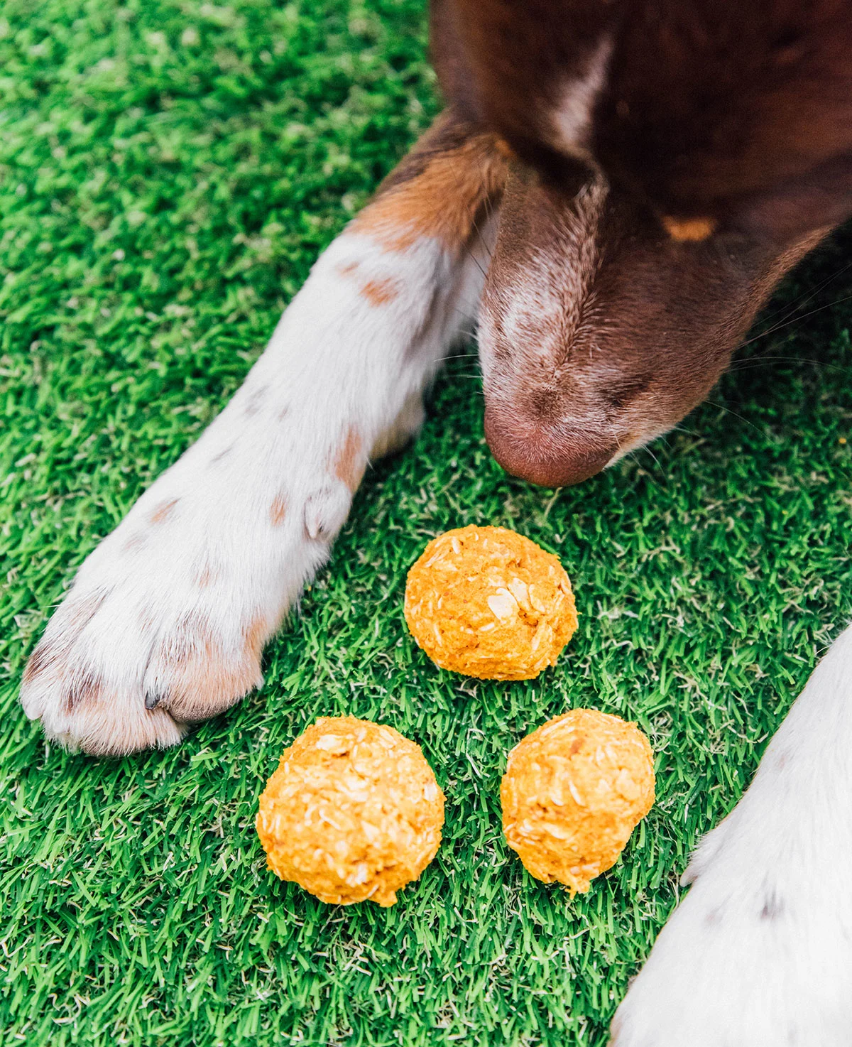 3 pumpkin treats sitting in between a dogs paws.