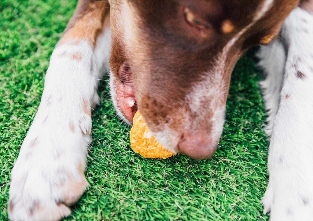 Dog eating pumpkin dog treat.