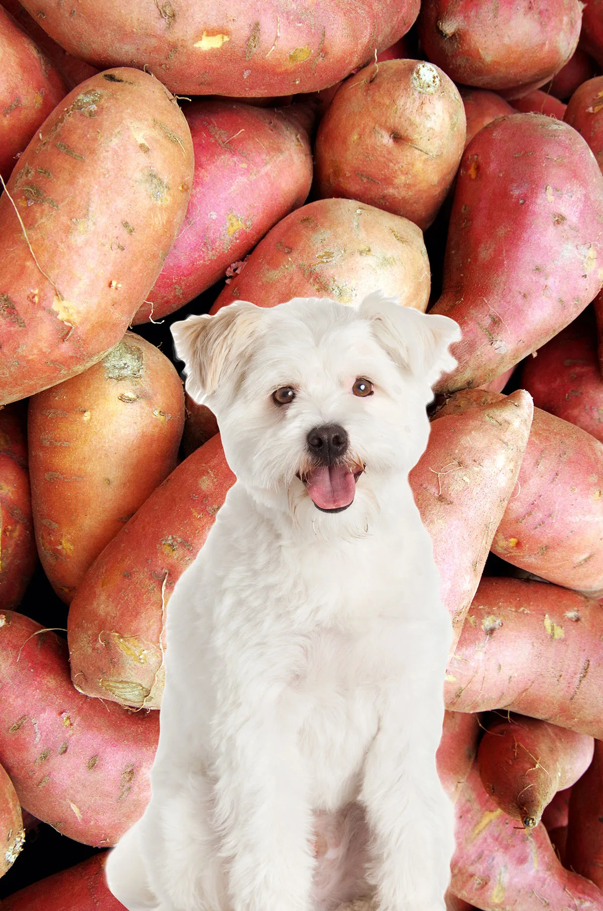 A white dog with a bunch of sweet potatoes
