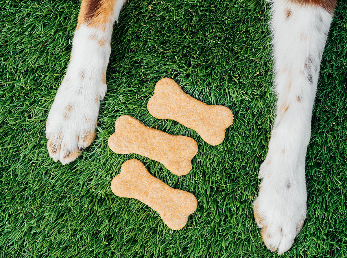 Vegan dog treats in bone shapes in between dog paws.