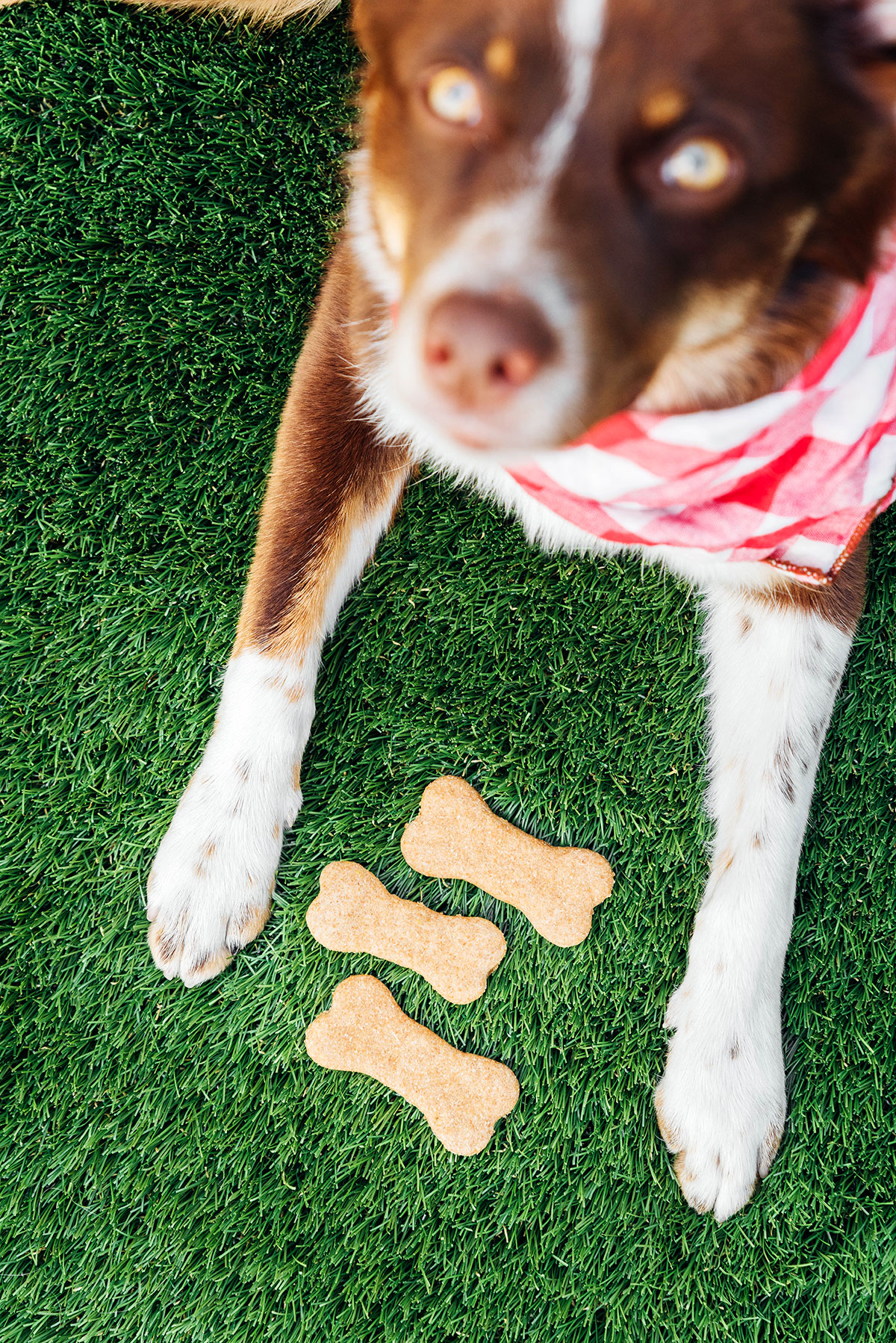 Dog looking up at camera with dog bone treats in between their paws.