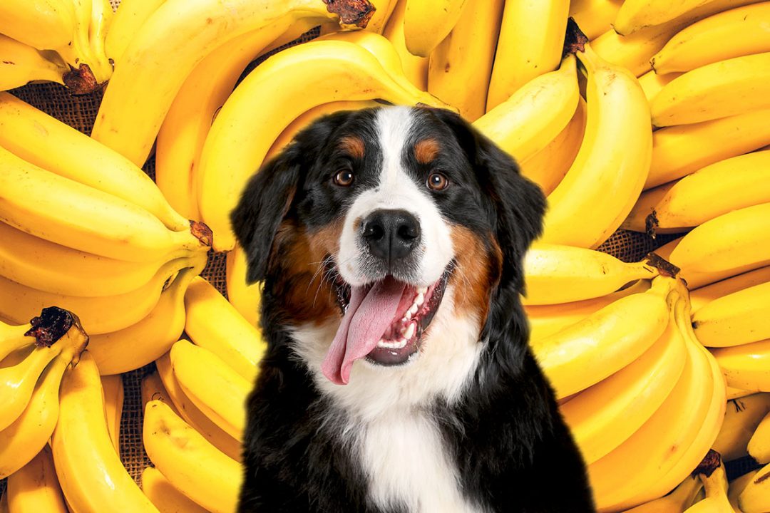 Are Bananas Safe For Dogs? (Benefits and Risks) Bone Appetreat