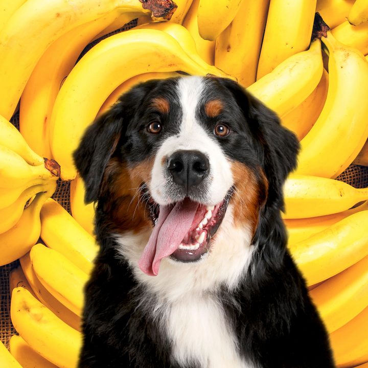 Bernese mountain dog and bananas