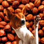 A brown and white dog with a bunch of hazelnuts.