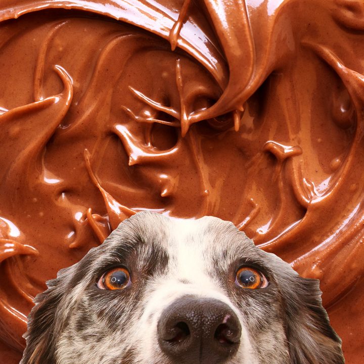 Dog looking at Nutella chocolate spread