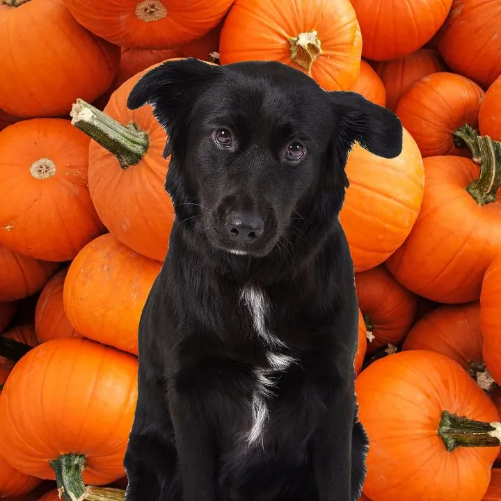 A black dog in front of pumpkins.