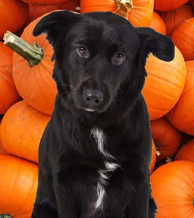 A black dog in front of pumpkins.