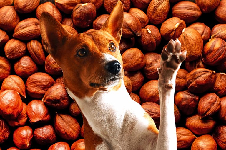 Can Dogs Eat Hazelnuts? Yes, With Caution Bone Appetreat