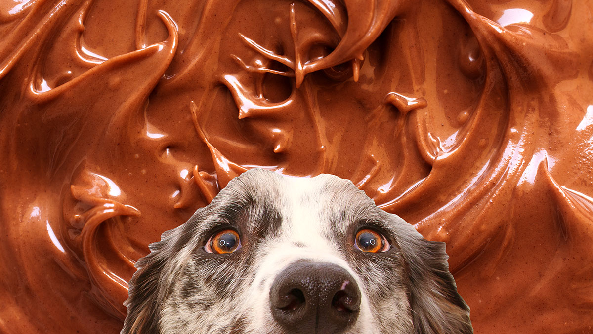 Dog looking at Nutella chocolate spread