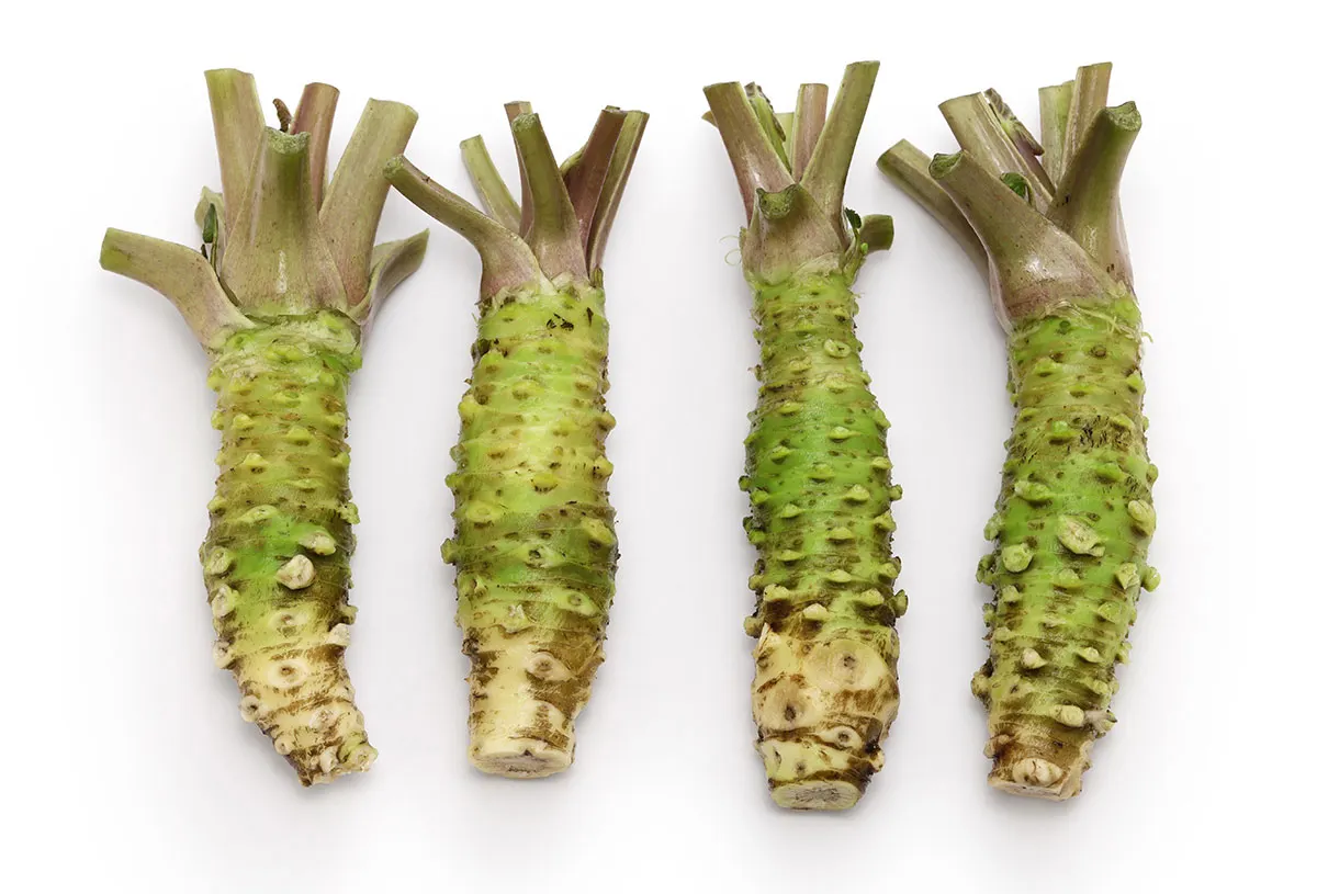 Help! Can Dogs Eat Wasabi? (What To Do If They Do!) Bone Appetreat