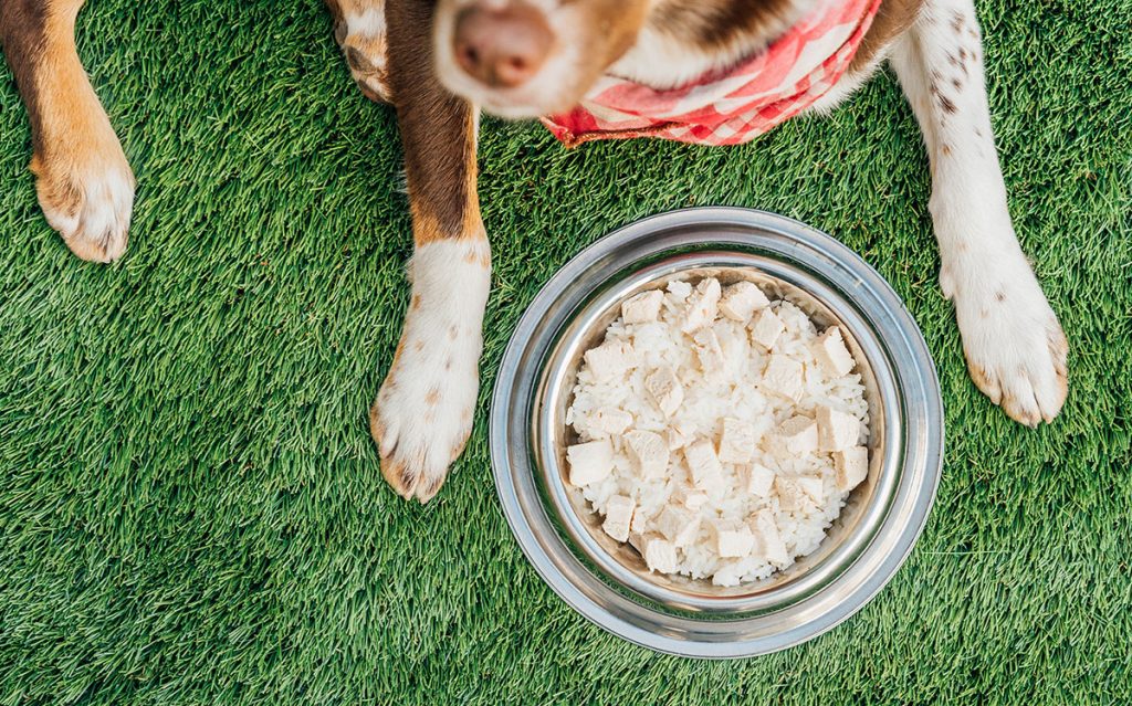 Bland Diet For Dogs (The Comprehensive Guide!) Bone Appetreat