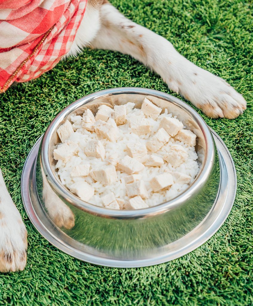 Bland Diet For Dogs (The Comprehensive Guide!) Bone Appetreat