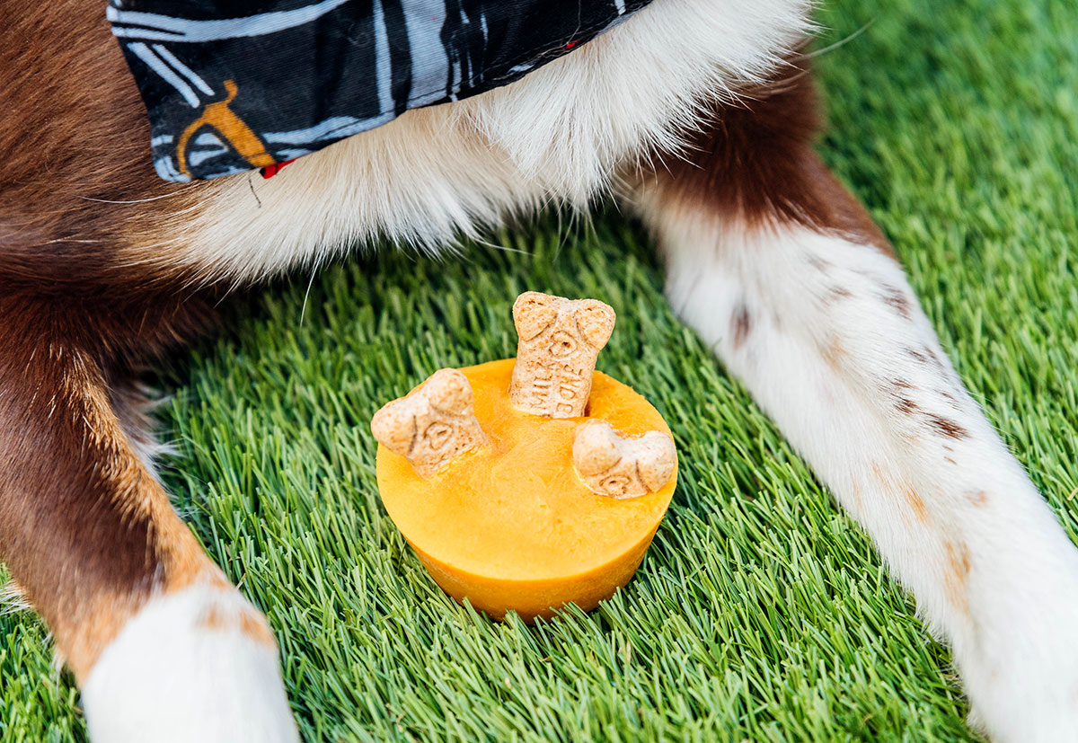 Orange Halloween dog treat in between a dogs paws.