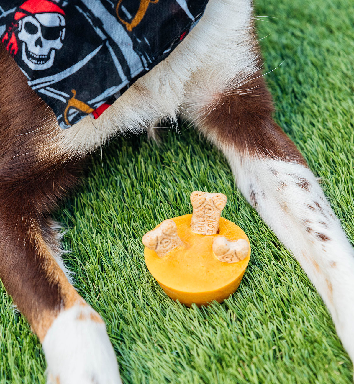 Halloween dog treat cup in between a dog's paws.
