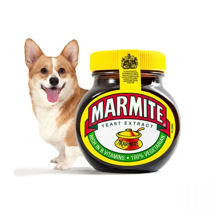 Corgi with marmite.