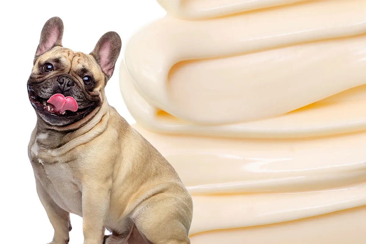French bull dog in front of mayonnaise.