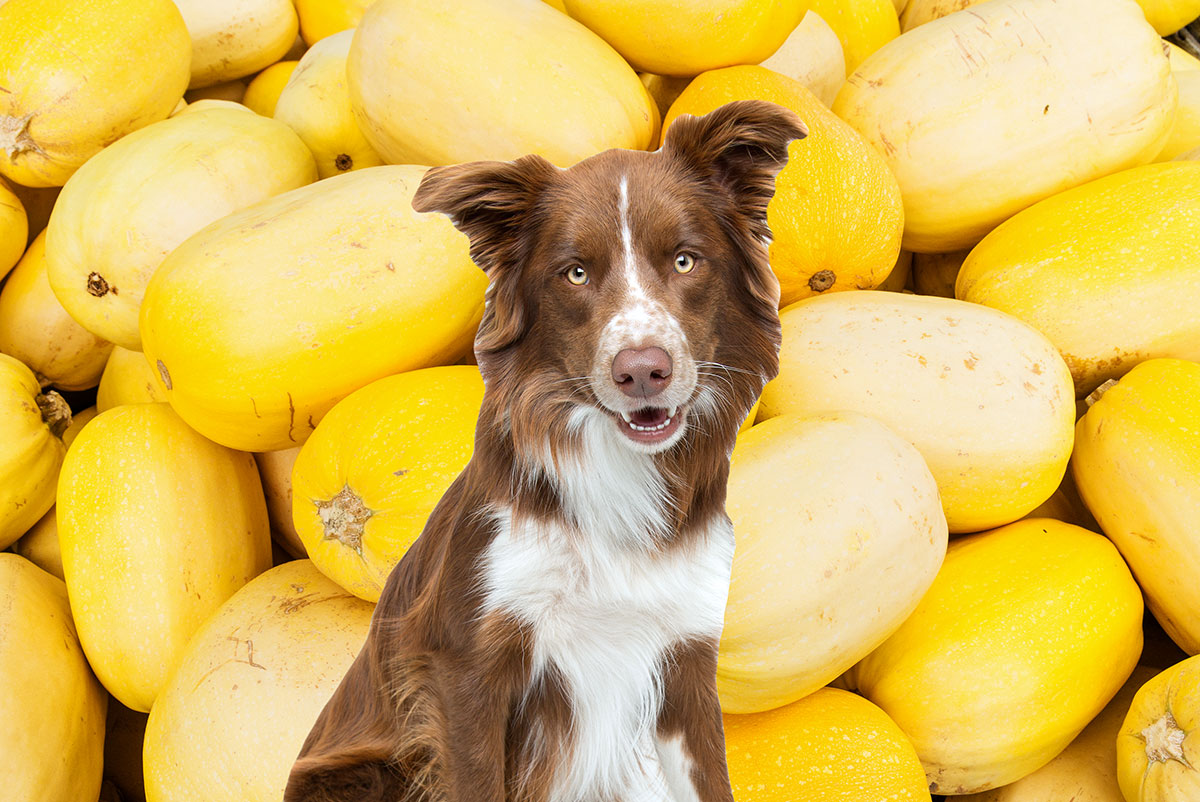 Brown border collie in front of a bunch of spaghetti squash.