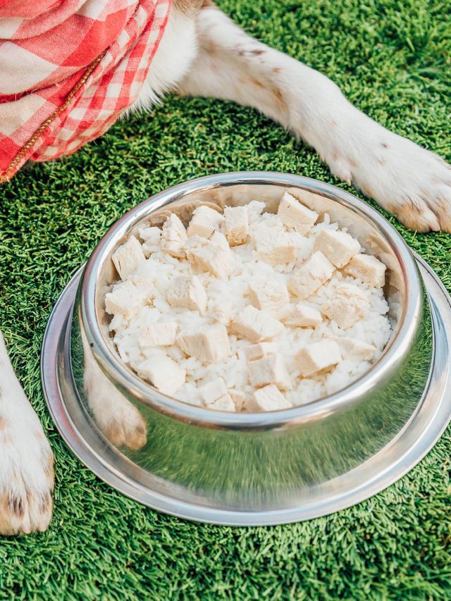 How To Make A Bland Diet For Dogs