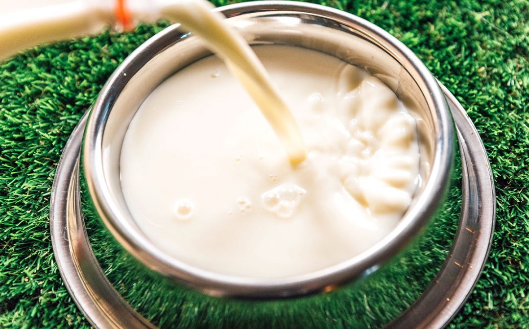 Raw Goat Milk For Dogs Benefits & Recipes! Bone Appetreat