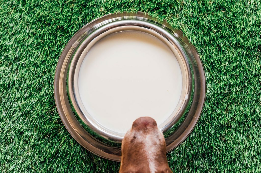 Raw Goat Milk For Dogs Benefits & Recipes! Bone Appetreat