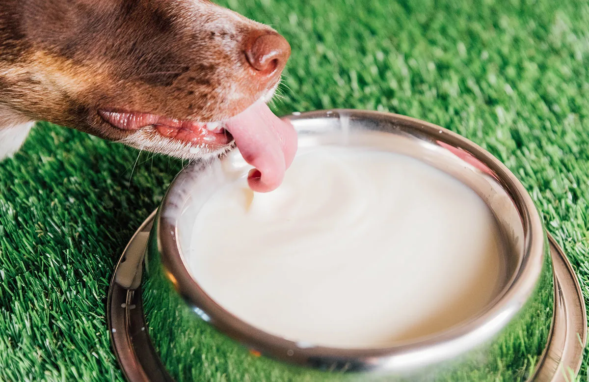 Dog nose drinking over a bowl of goat's milk.