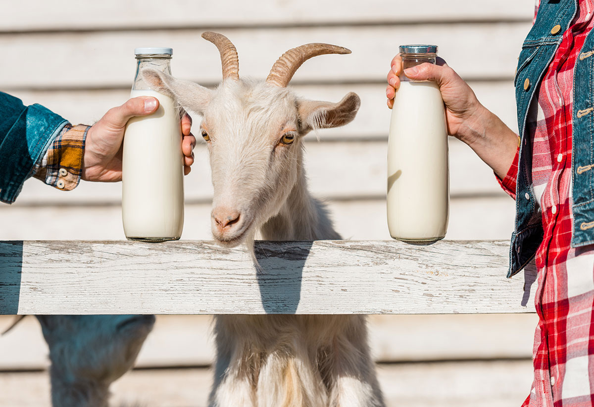 Goat next to bottles of milk.