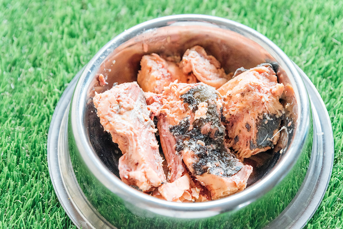 Canned salmon in a dog bowl.
