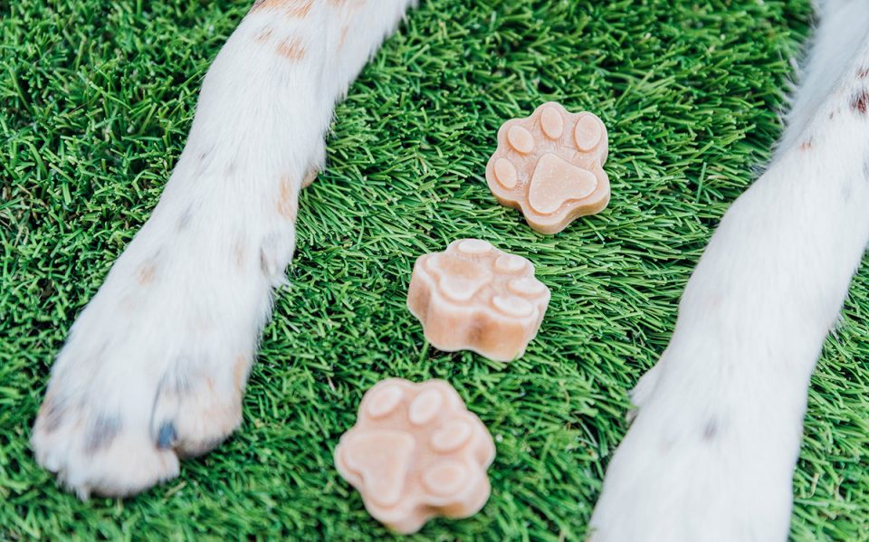 Easy Salmon Dog Treats Recipe Bone Appetreat