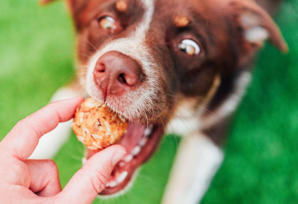 Dog Treats For Sensitive Stomachs (3 Ingredient Recipe) Bone Appetreat