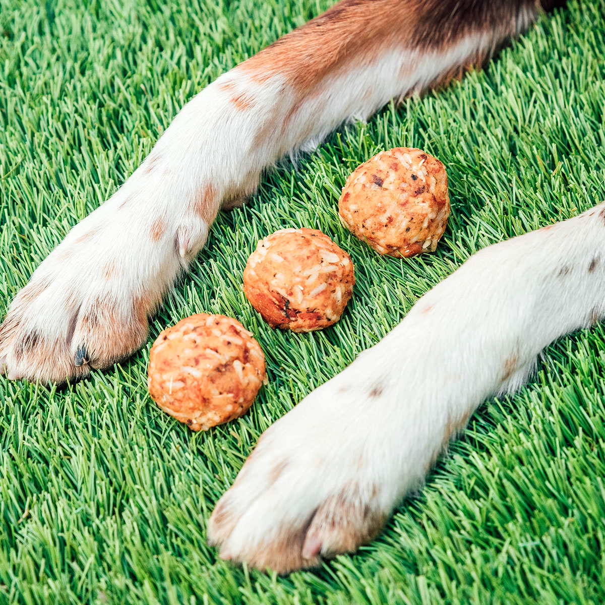 Round salmon and rice dog treats between a dog's paws on grass.
