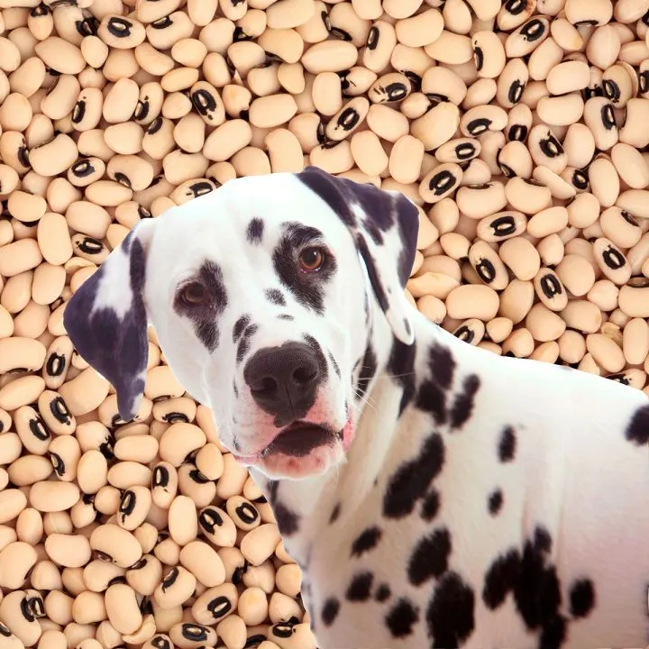 Dalmatian dog in front of black eyed peas.