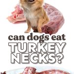 Dog licking its lips in front of a raw turkey neck.